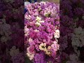 Best Flower Review 2024 Beauty Flowerstagram Asmr Diy Beautiful Flowers Gaming FIFA Funnypy