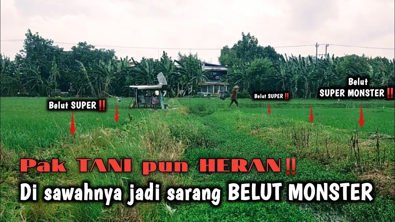 CARA MUDAH‼️ MENEMUKAN SARANG BELUT SUPER BESAR DI SAWAH