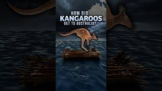 How Did Kangaroos Get to Australia?