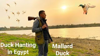 صيد بط احترافى شاهد دقة التصويب على البط البرى باحترافيه Duck Hanting in Egypt