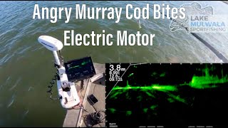 Angry Murray Cod Bites Electric Motor on Lake Mulwala