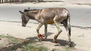 Rescue of donkey victim of cruel owner.