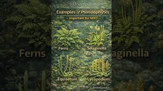 pteridophytes 💥 ✅ IMPORTANT FOR NEET #neetpataka #neet #neet2026 #biology #ntaneet