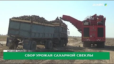 Сбор урожая сахарной свеклы