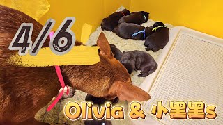 【生活短片】4/6小黑黑s 初次剪指甲 & Olivia第一次與我們的狗狗見面囉