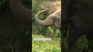 #Elephants are multi-tuskers! #WildlifeEducation #AnimalFacts @WorldWildlifeFund