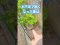 家庭菜園の大葉・青シソ②R6/7/24