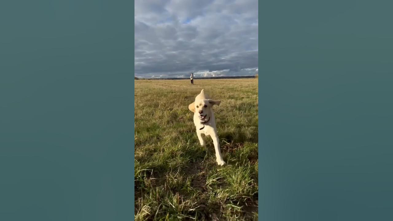 сорванец - YouTube