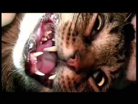Video: Leukemija (akutna) U Mačaka
