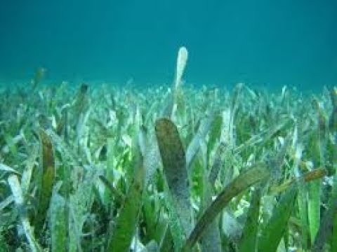 # 219 Las Algas Marinas y Sus Beneficios Descubre Cómo Reproducirse las Algas Pluricelulares: Una Guía Paso a Paso