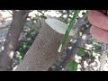 Citrus grafting # How to graft citrus tree by using Bark graft method.