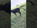 सांस रुक रही है तो भी gehun ki fasal ke liye bhag raha hai Kisan