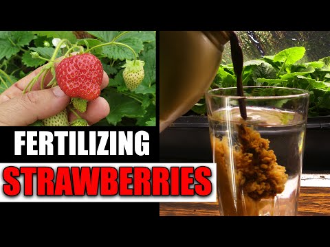 ቪዲዮ: Fertilizer For Strawberries - How To Fertilize Strawberry Plants