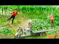 Rewind Timelapse: Harvesting 100kg Clean Cucumber - Use 3-Wheeled Truck to Go to Market Sell