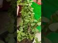 Jase plant used as a decorative purpose 🌱🪴🥰 #gardening #trending #shorts #nature #beautiful #plants