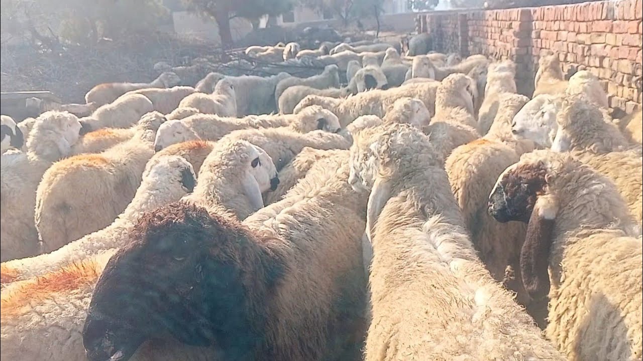 The sheep gathered in one place in Pure desert 🏜️ village 🏠 Pakistan 🇵🇰