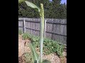 Sorghum Syrup WITHOUT A Press Or Juicer