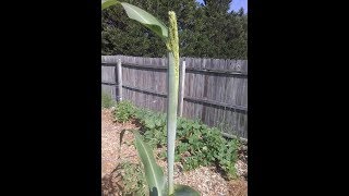 Sorghum Syrup WITHOUT A Press Or Juicer