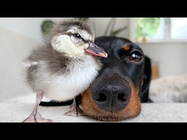 New friend! Dachshund & duckling.