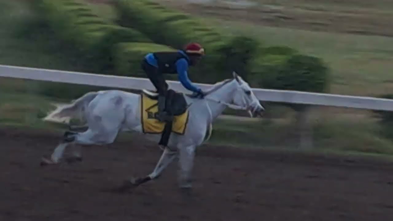 WATCH MOUTTET MILE CONTENDERS  LEGACY ISLES FUNCAANDUN Mojito Doth-raki  NAUTICA STAR RIDEALLDAY 