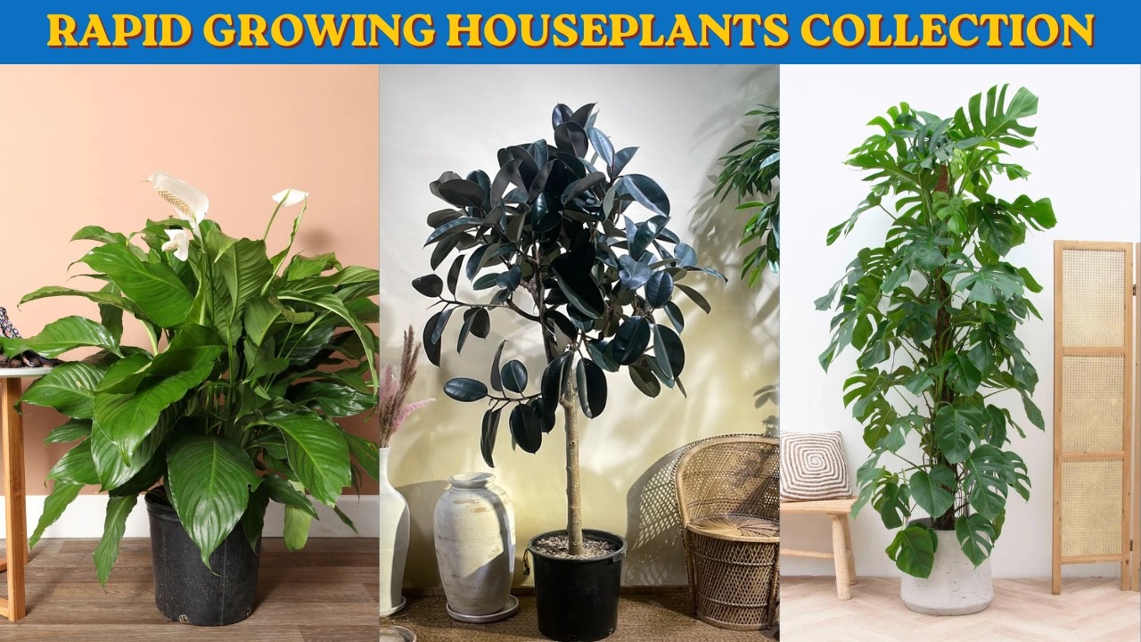 money tree near me plant Money Tree  Lakewood Plant Company