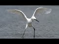 Sony A9 - FE 100-400 5.6 GM and the White Morph Reddish Egret - Bird in Flight Photography