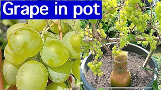 2 Year - Grow Grapes in container at Home