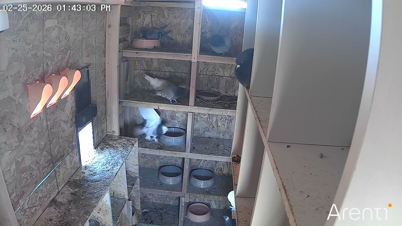Pigeons 