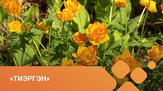 видео: «Тиэргэн» биэриигэ: кыстыыр сибэккилэр уонна отонноох мастар тустарынан (17.06.21) картинка: «Тиэргэн» биэриигэ: кыстыыр сибэккилэр уонна отонноох мастар тустарынан (17.06.21)