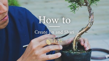 Bonsai for Beginners: Bonsai Carving & How to Create  jin and shari || Wazakura Japan