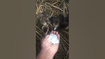 baby ducks| baby ducks eating food and drinking water| baby ducks sounds| baby duck sounds 10 hours|