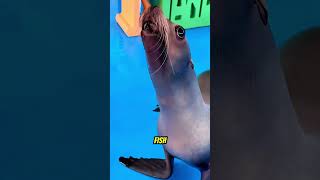 This Sea Lion Didn't Want Infinite Fish #shorts