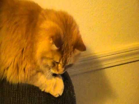 fat fluffy orange cat