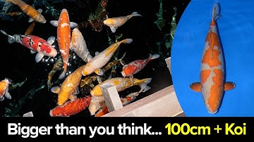 こんなに大きな鯉がいるとは思わなかった…日本の鯉養殖場訪問🇯🇵