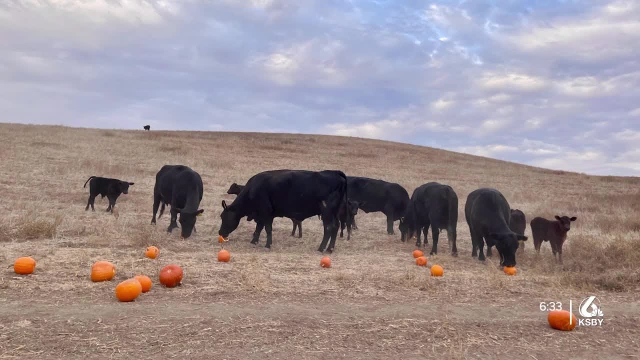 where-do-the-leftover-pumpkins-go-youtube