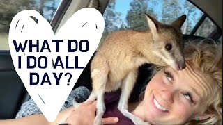 Day in the life baby  WALLABY