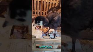 Kalkun black spanish umur 2 minggu🦃 #kalkunblackspanish #ternakkalkun #ayamkalkun #kalkun