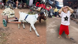 Cutis Emotional Rescued By Goat When Getting Into Trouble In Market