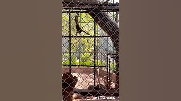 #backwards #creativeediting #reverse #zoo #reverseeffect #reversechallenge #ytshortsindia