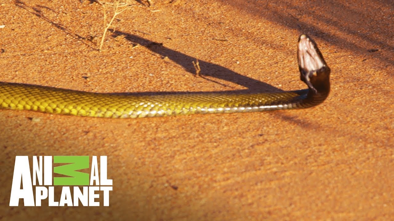 Taipan, la cobra más venenosa de mundo |Wild Frank: Tras la evolución de las especies |Animal Planet