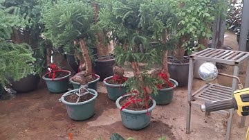 Bán cây tùng xương cá khủng đk 6cm cao 1.2m 0977973535