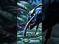 #eotw #eyesoftheworld #animal #blackants #trending @eyesoftheworld.o