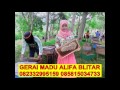 MADU ASLI DI SOLO KLATEN WONOGIRI SRAGEN KARANGANYAR SUKOHARJO PURWODADI BOYOLALI