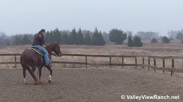 Jae Bar Desire - working the mechanical cow - ValleyViewRanch.net