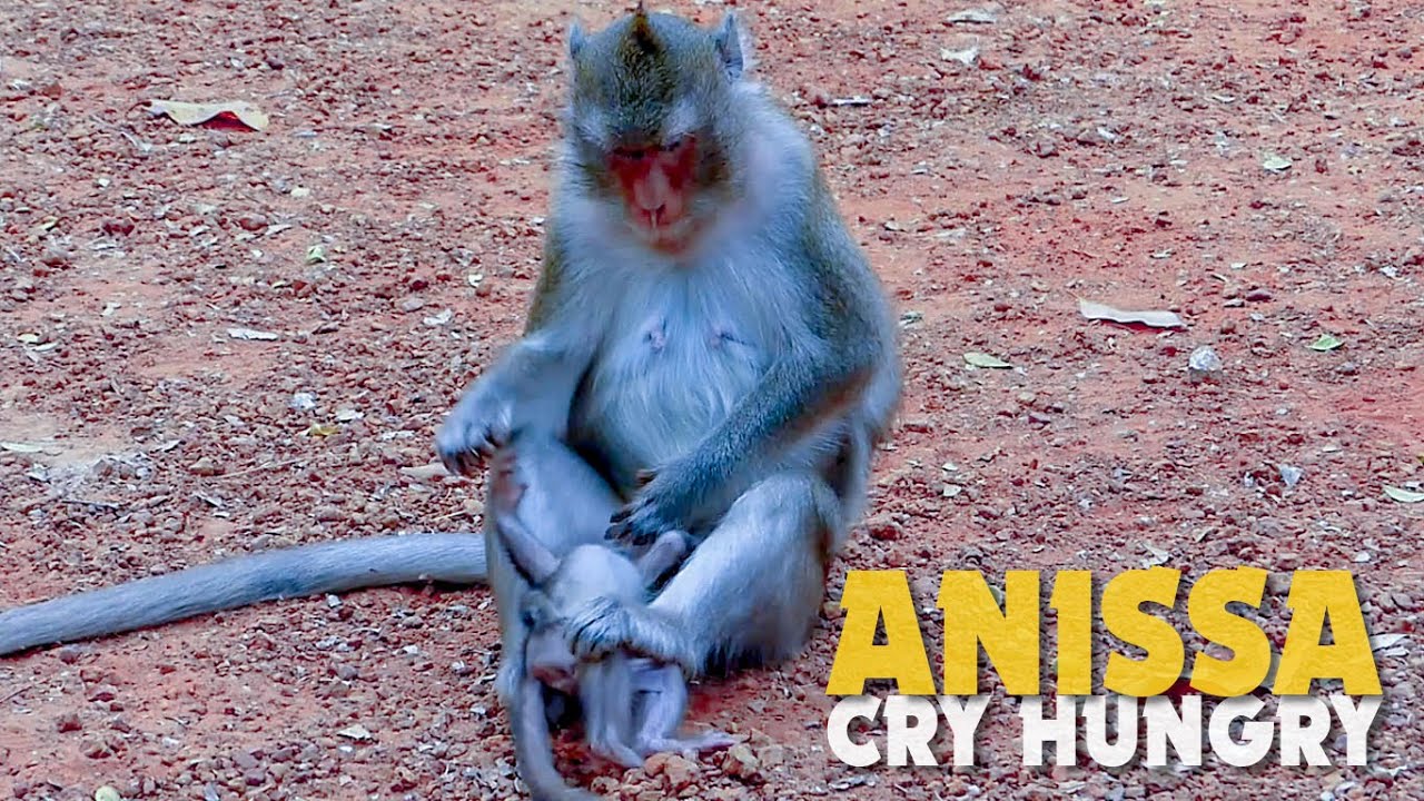 Very Bad Attitude Monkey Anna Foot On Baby Monkey Anissa To Stop Her Request Milk