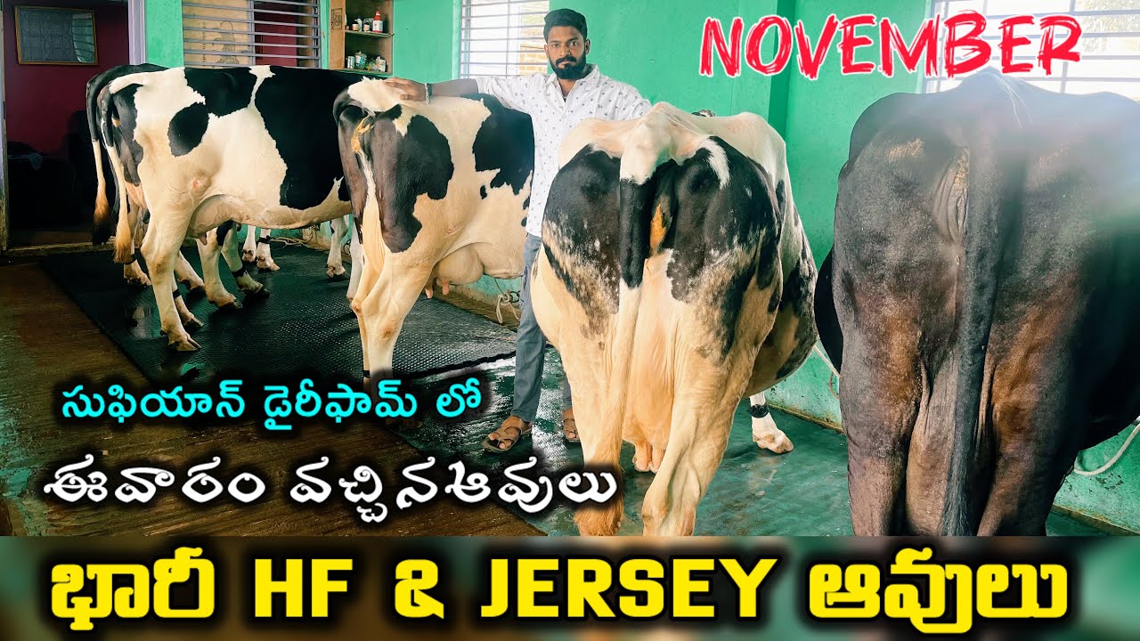 Cell ; 9515088957 సుఫియాన్ డైరీ ఫార్మ్ పుంగనూరు //