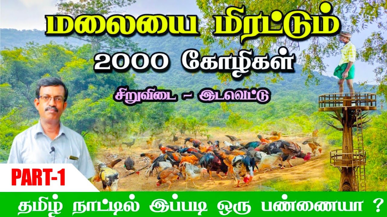 50 கோழியில் ஆரம்பித்து 2000 கோழிகளை உருவாக்கிய பண்ணையாளர்! தடுப்பூசி இல்லை! இன்குபேட்டர் இல்லை!