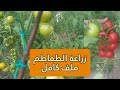 شاهد زراعة الطماطم من البذور من طماطمة من الثلاجة وحتى الحصاد ملف كامل