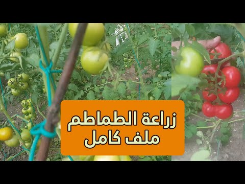 فيديو: 5 طرق لزراعة الطماطم من البذور