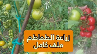 شاهد زراعة الطماطم من البذور من طماطمة من الثلاجة وحتى الحصاد ملف كامل